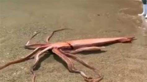 Watch: In rare sighting, giant squid washes ashore alive in Japan ...