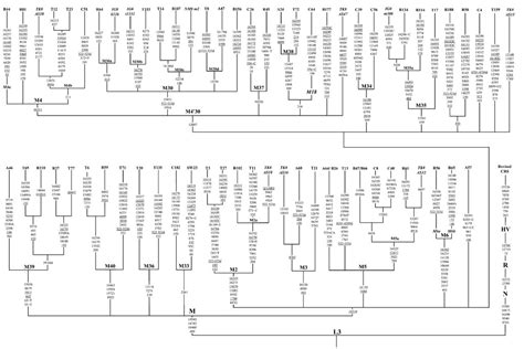 Phylogenetic tree of haplogroup M in India | The phylogeneti… | Flickr