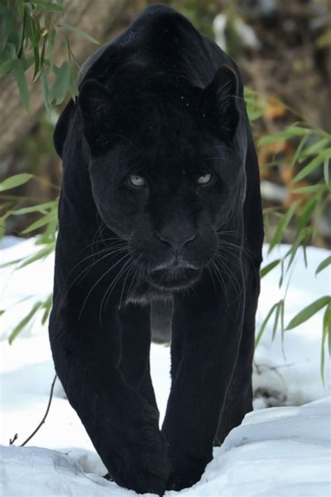 Jaguar ~ by: Josef Gelernter. Jaguars with melanism appear entirely black, but their spots are ...