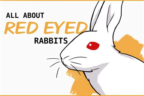 Why Do Some Rabbits Have Red Eyes?