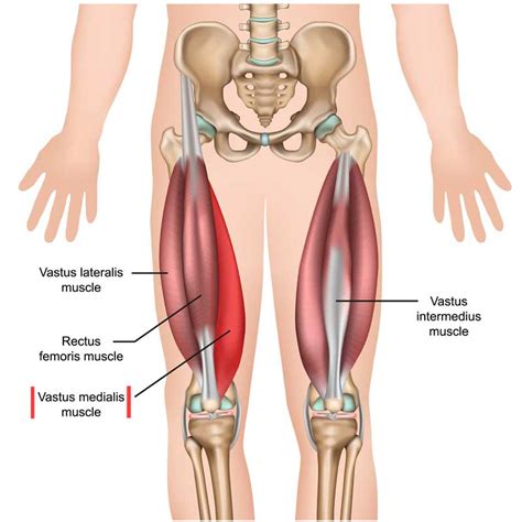 Vastus Medialis: Origin, Insertion, Action, Innervation - The Wellness Digest