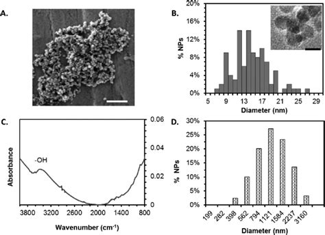 Chemical and physical characterization of iron oxide nanoparticles. (A ...