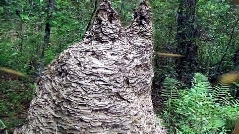 zoology - How large might a paper wasp nest become? - Biology Stack ...