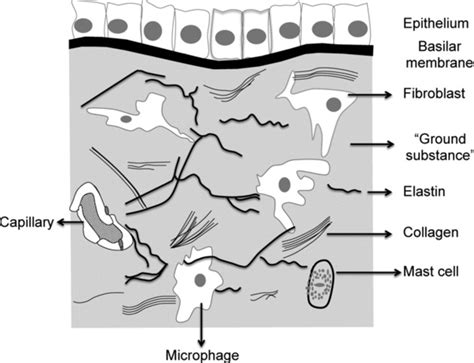 Extracellular matrix (ECM) and connective tissue. Figure shows an... | Download Scientific Diagram