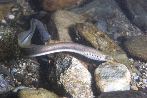 Lamprey - A-Z Animals