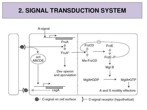 Myxobacteria, life cycle, genetic basis of differentiation