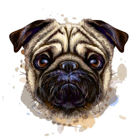 Everything You Need To Know About Fawn Pugs | Kooky Pugs