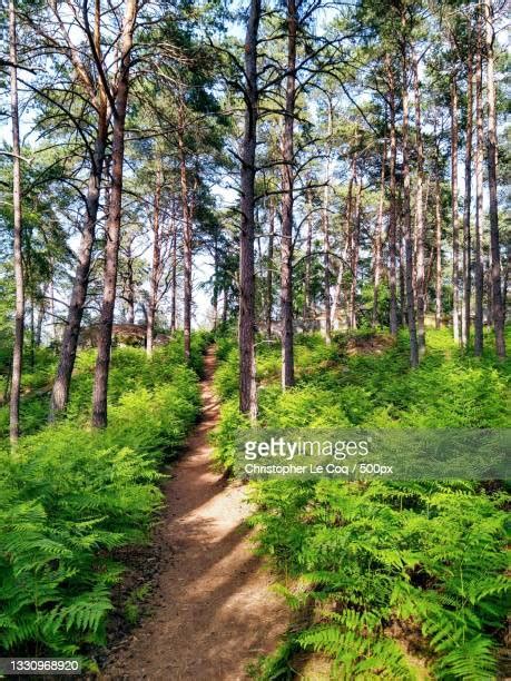 746 Fontainebleau Forest Stock Photos, High-Res Pictures, and Images ...