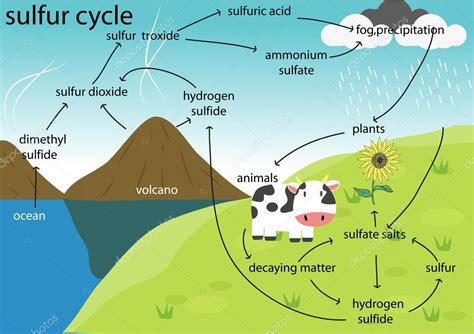 The sulfur cycle Stock Vector Image by ©kawin302 #88479884