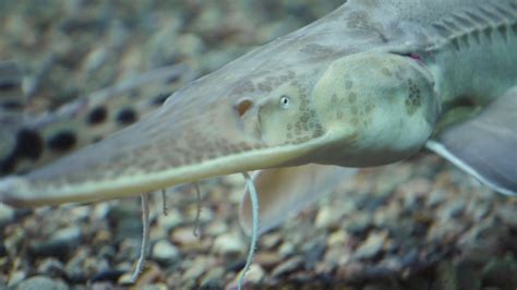 Pallid Sturgeon Habitat