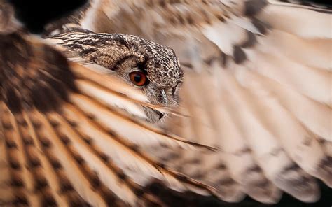 Wildlife photography of Owl flying HD wallpaper | Wallpaper Flare