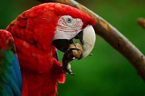 Macaw - Description, Habitat, Image, Diet, and Interesting Facts