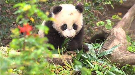 Baby Panda Eats Treats & Cuddles Mom During Public Debut - YouTube