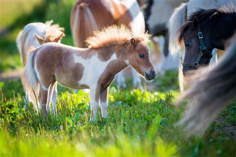 Miniature Horse Breed Profile