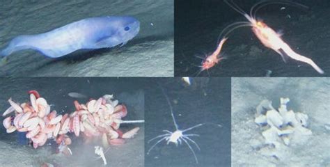 Three new fish species discovered by scientists deep in Pacific Ocean