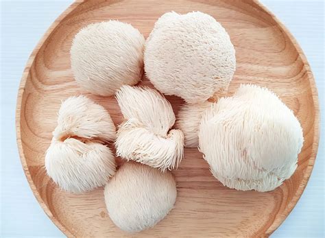 How to Grow Lion's Mane Mushrooms - Plant Instructions