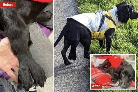 Six-legged dog gets surgery after over $19K in donations