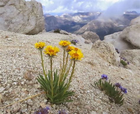 Rancho Santa Ana Botanic Garden Blog: Sky's the limit: alpine plants on a Sierra Nevada sky island