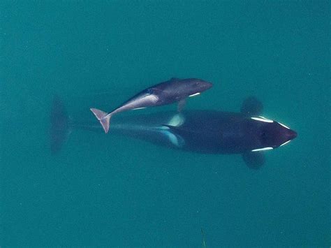 Studies give insight on plight of orca whales | The Spokesman-Review