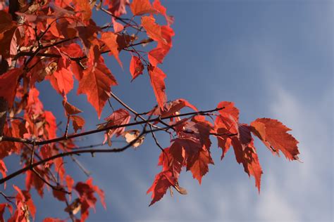 branch, leaf, maple tree, in the fall of, fall, sky, september, autumn, maple, color, bright ...