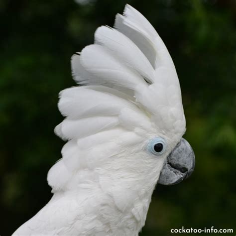 Behavioral problems – Cockatoo Info