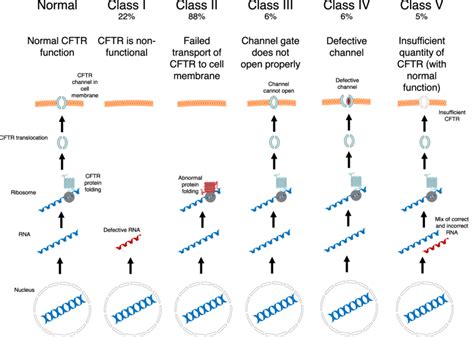 The mutation classes of the CFTR gene leading to CFTR dysfunction. | Download Scientific Diagram