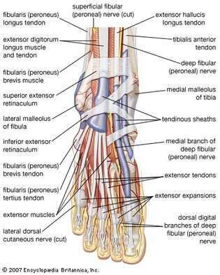 Människans nervsystem (anatomi)