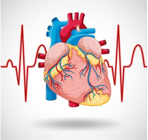 Free Vector | Human internal organ with heart