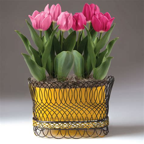 Pink Perfection Tulip Bulb Garden | Brecksgifts.com