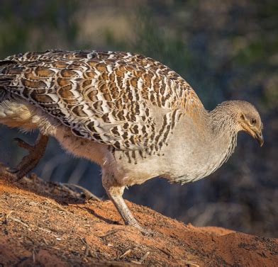 Malleefowl Conservation | Australian Wildlife Conservancy