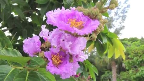 Flowering Trees Southwest Florida | Doovi