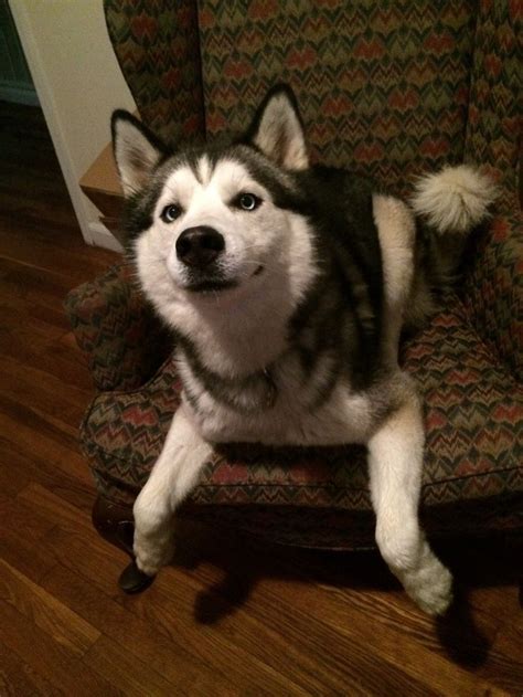 The silly face of a Siberian Husky | Funny dogs, Husky funny, Funny dog ...