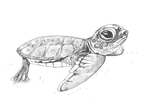 Turtle Pencil Drawing at PaintingValley.com | Explore collection of Turtle Pencil Drawing