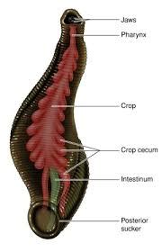 Learning ABOUT LEECHES - Leech Phylum