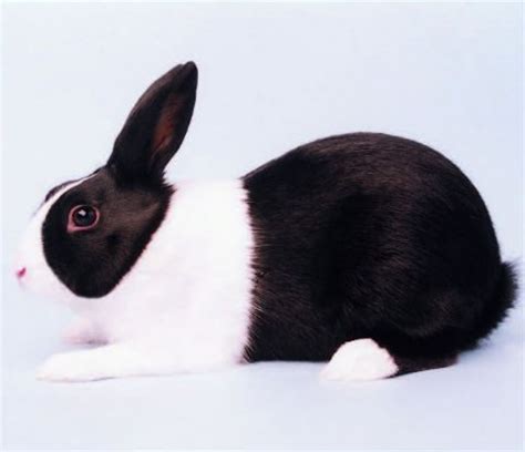 Dutch rabbit | petmapz by Dr. Katz, Your veterinarian endorsed pet ...