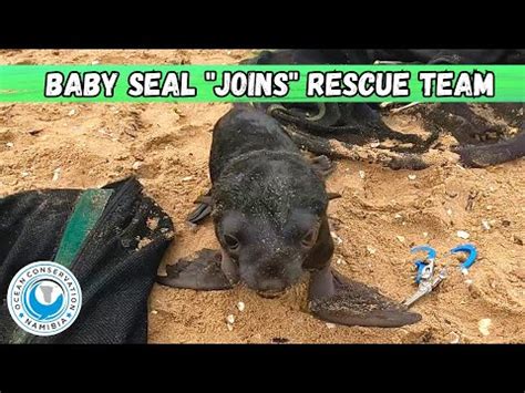 Baby Seal "Joins" Rescue Team - YouTube