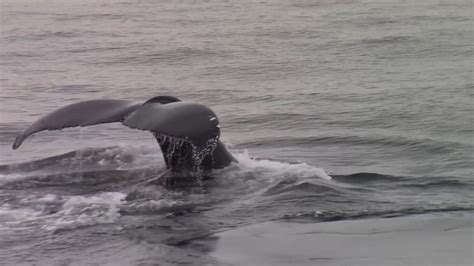 Hear Underwater Whale Sounds with Vesper’s Tiny Waterproof MEMS Microphone - YouTube