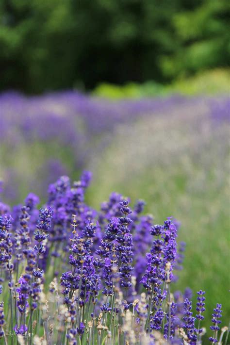 Visit The Wanaka Lavender And Honey Farm - New Zealand