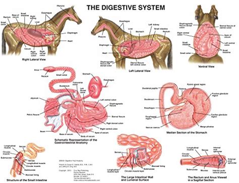 Equine Digestive Anatomy Chart Horse: Science Prints: Amazon.com: Industrial & Scientific