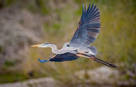 Great Blue Heron Takes Flight with Wings Wide in Florida Stock Photo ...