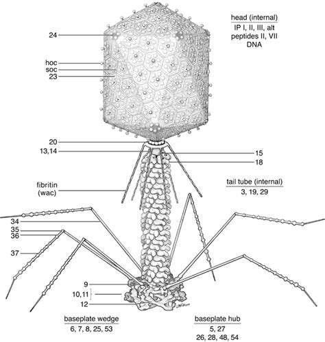 Bacteriophage t4; Bacteriophage T2; Coliphage T2; Coliphage T4; Enterobacteria phage T2 ...