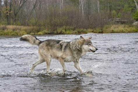 MINNESOTAN WOLVES RECORDED FISHING | EHUNTR