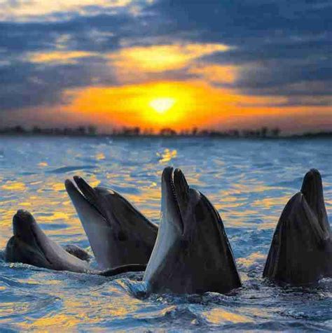 Watching the sunrise with friends | Dolphins and Whales