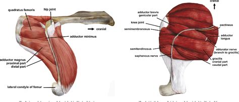 Table 1 from The hip adductor muscle group in caviomorph rodents: anatomy and homology ...