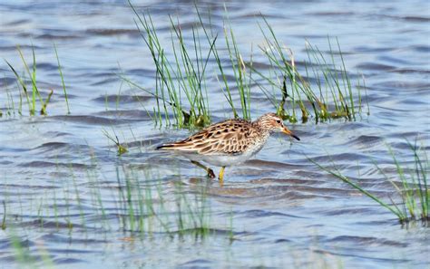 Pectoral Sandpiper - Big Year Birding