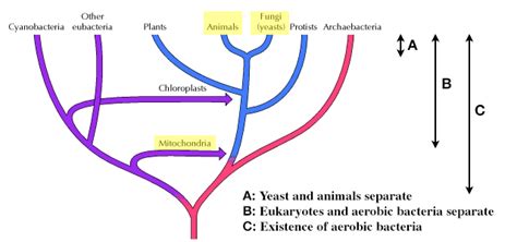 Evolution of the energy generating system in mitochondria - Biology ...