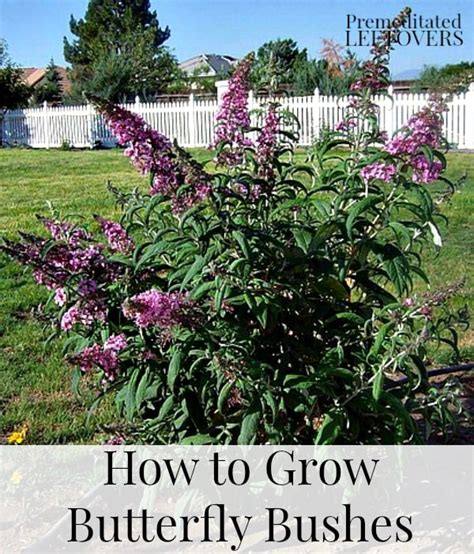 Tips for Growing Butterfly Bushes