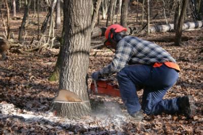 Always Watch Out For Hazards When Cutting Trees