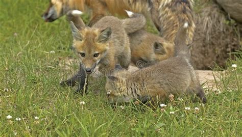 Red fox pups stock image. Image of baby, cute, animal - 6789107