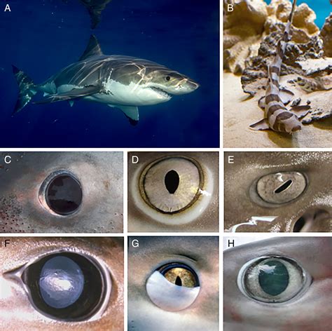 Shark Eye Dissection